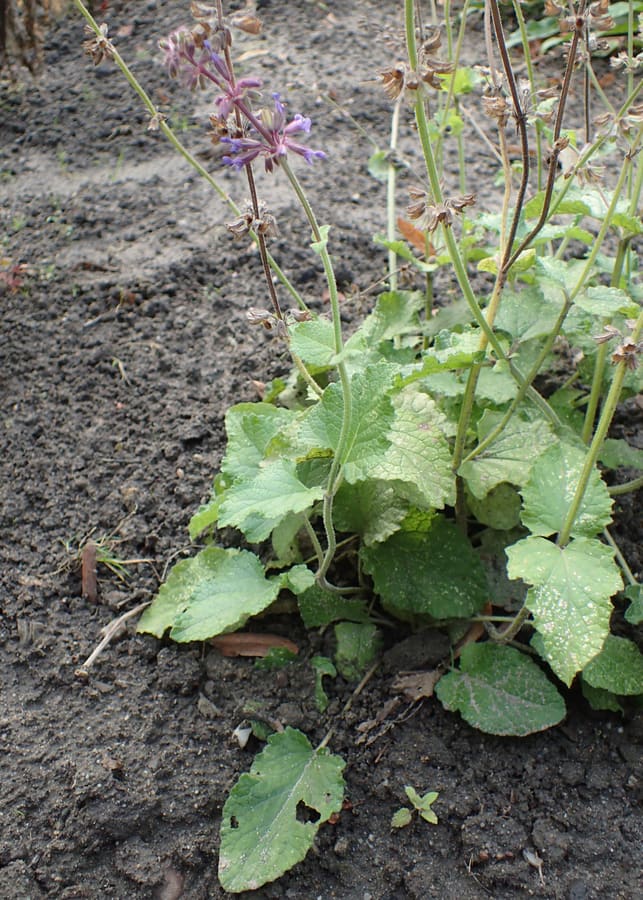 Dan Shen (Salvia miltiorrhiza) plant