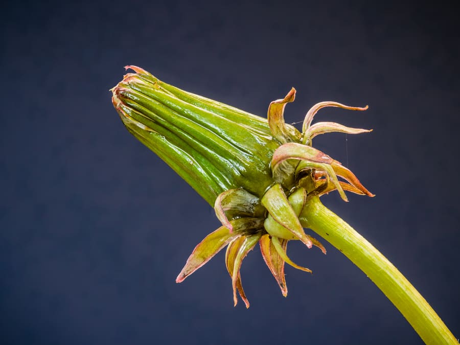 Dandelion (Taraxacum officinale) plant