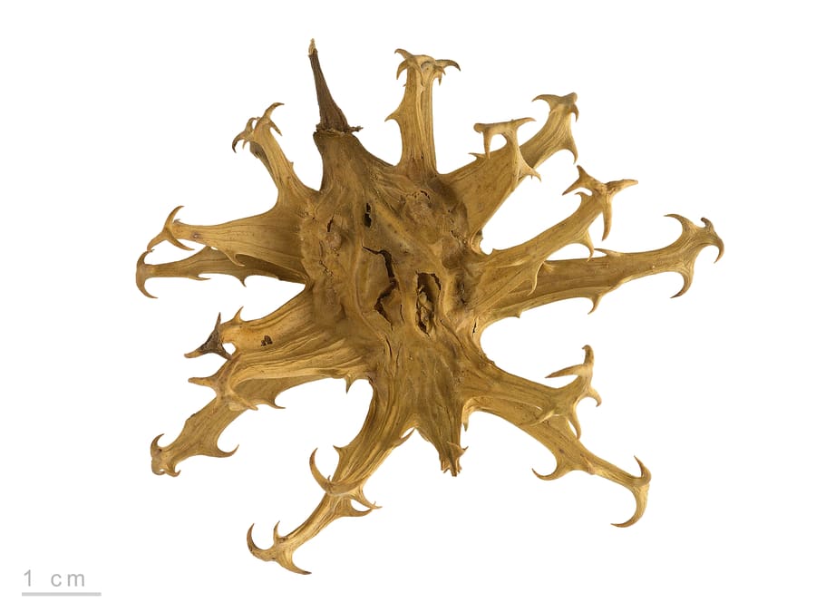 Devil's Claw (Harpagophytum procumbens) plant