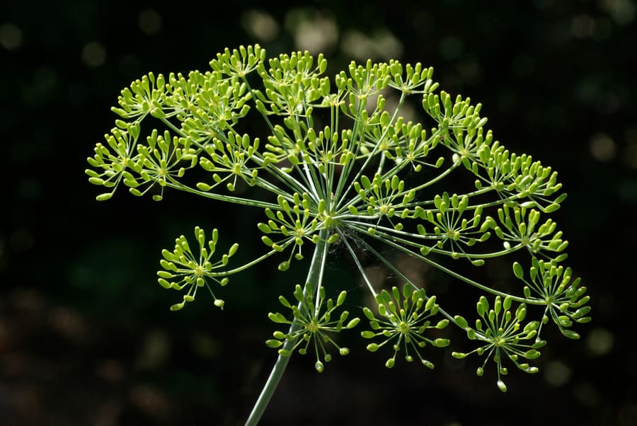 Dill (Anethum graveolens) plant