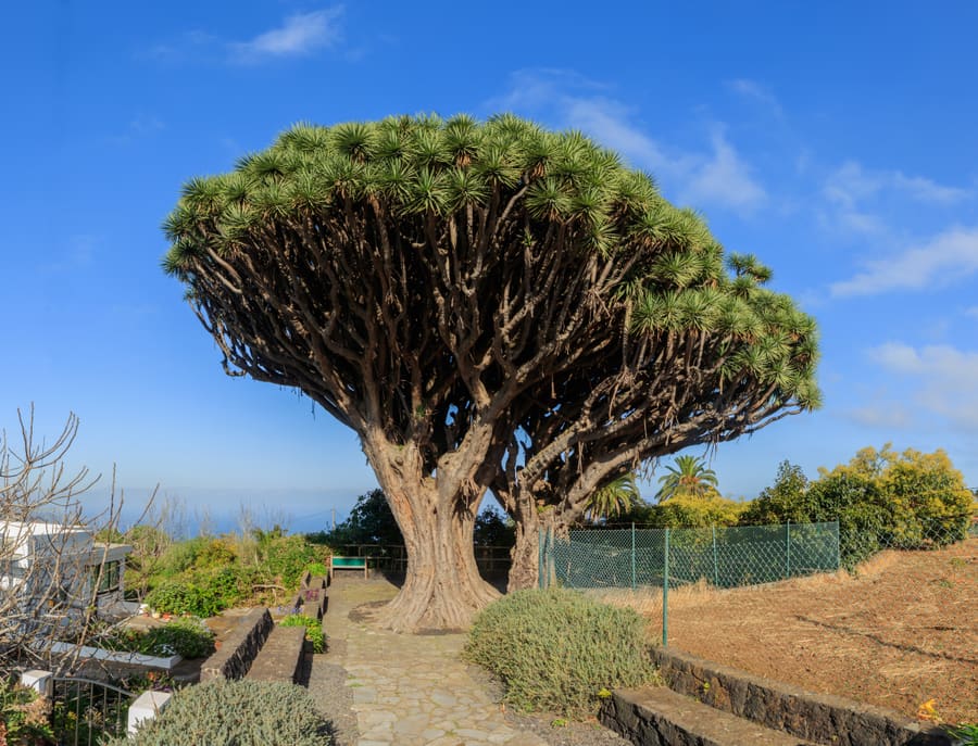 Dragon's Blood (Dracaena draco) plant