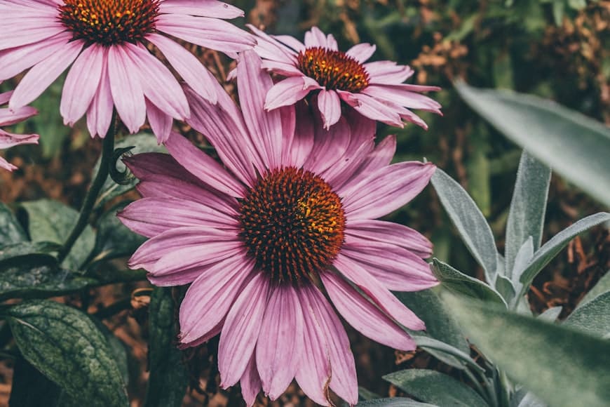 Echinacea (Echinacea spp.) plant