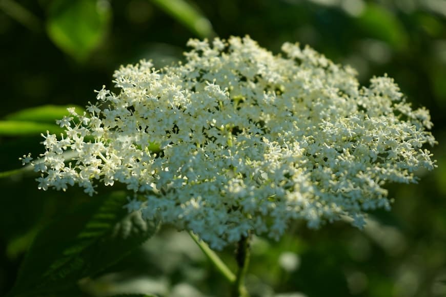 Elder (Sambucus nigra) plant