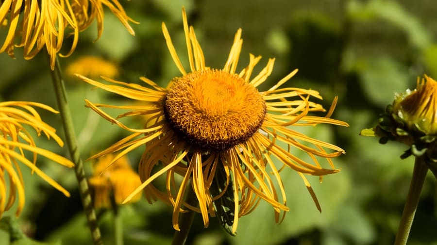 Elecampane (Inula helenium) plant