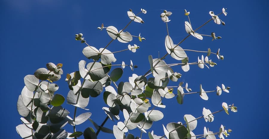 Eucalyptus (Eucalyptus globulus) plant