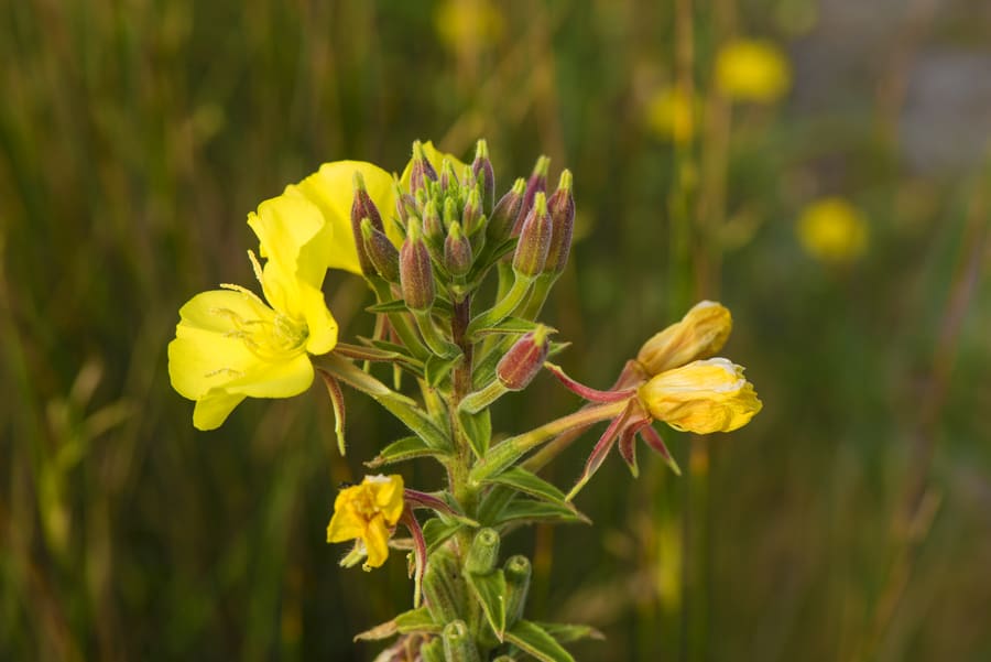 Evening Primrose (Oenothera biennis) plant
