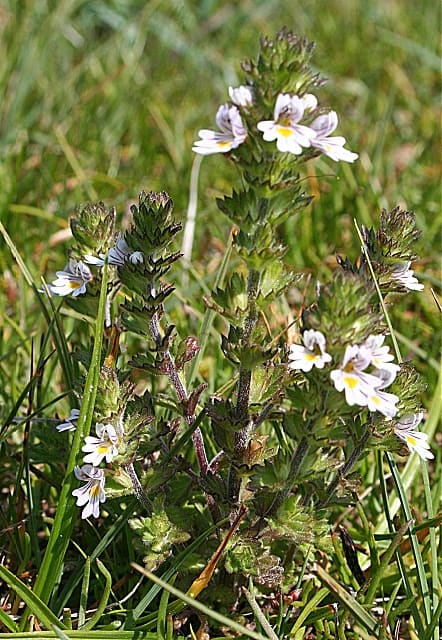 Eyebright (Euphrasia spp) plant