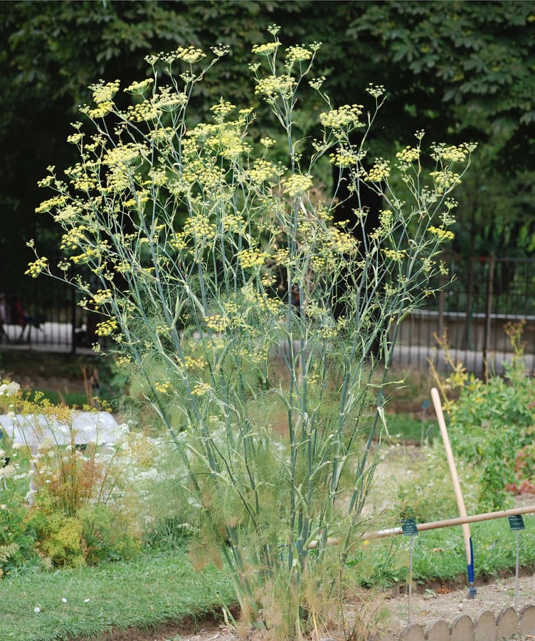 Fennel (Foeniculum vulgare) plant