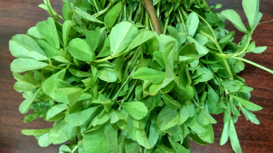 Fenugreek (Trigonella foenum-graecum) plant
