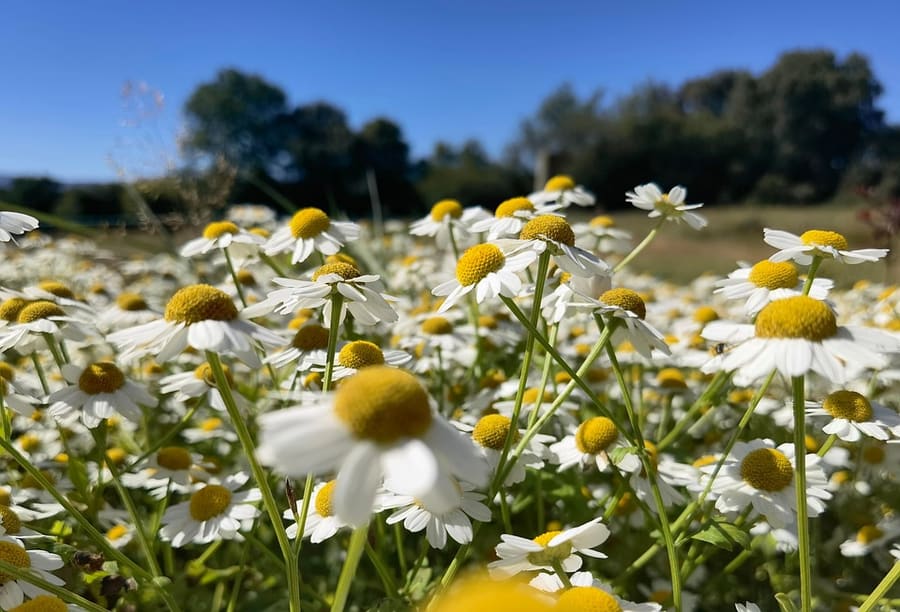 Feverfew (Tanacetum parthenium) plant