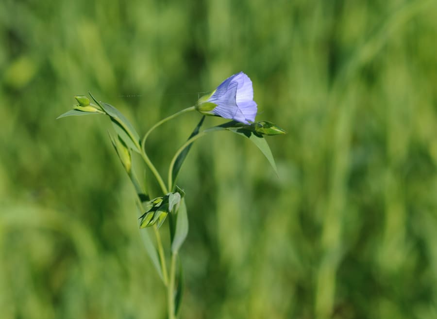 Flaxseed (Linum usitatissimum) plant