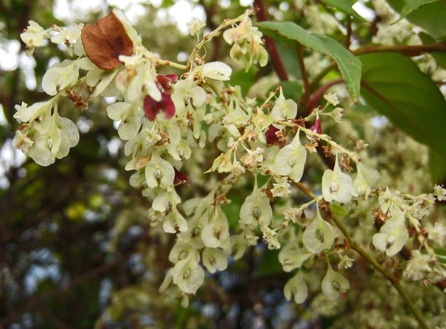 Fo Ti (Polygonum multiflorum) plant