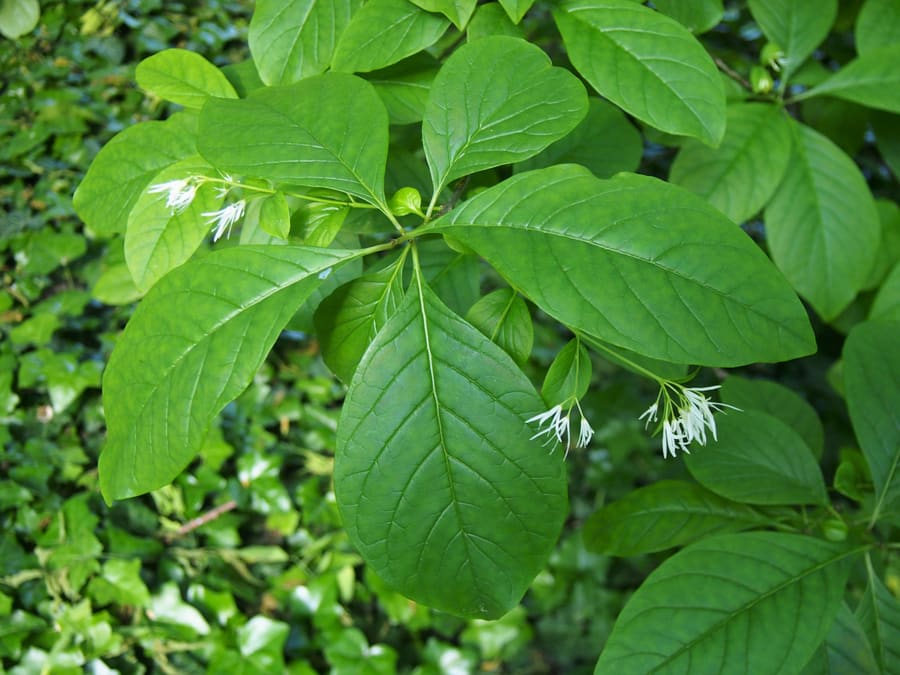 Fringe Tree (Chionanthus virginicus) plant