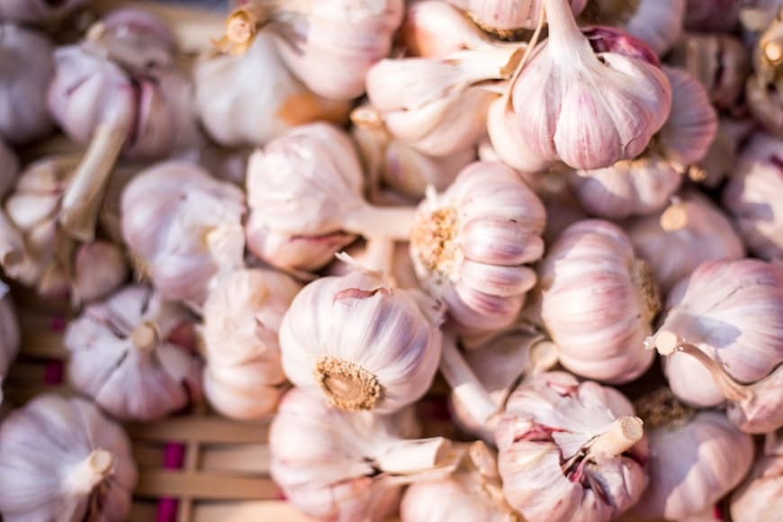 Garlic (Allium sativum) plant