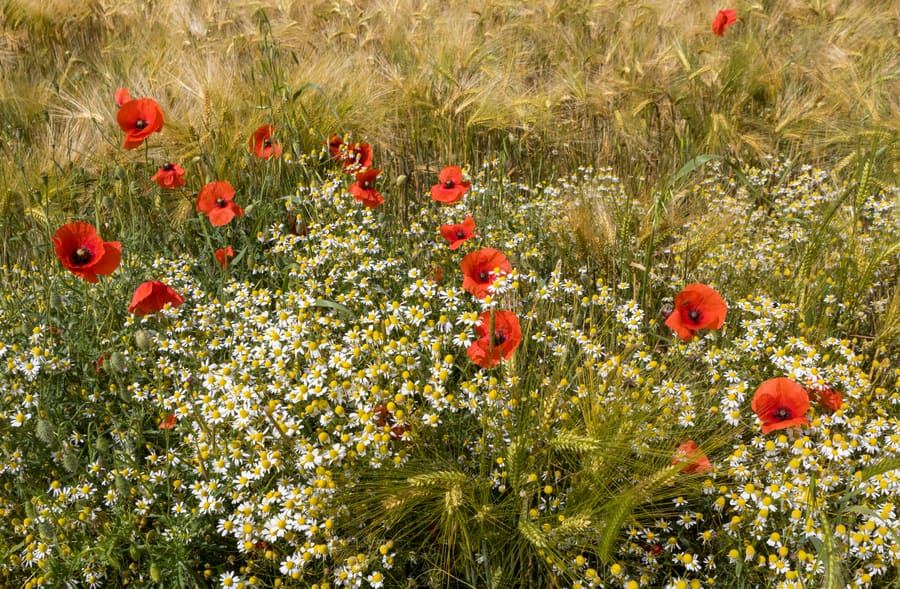 German Chamomile (Chamomilla recutita) plant