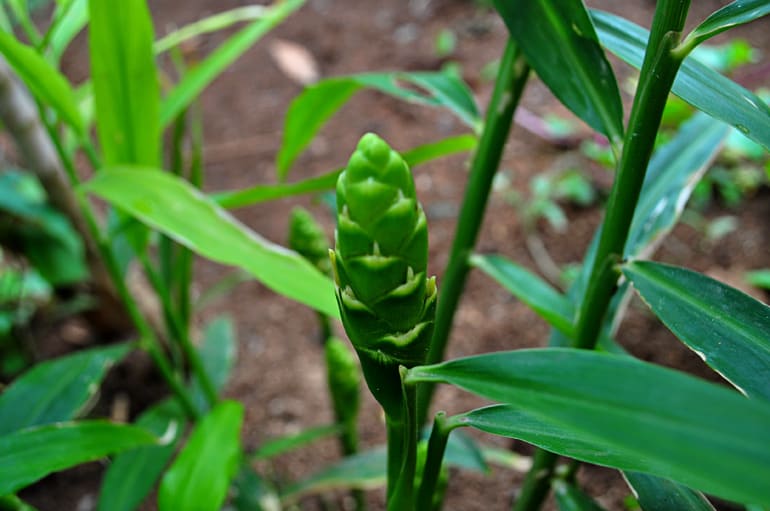 Ginger (Zingiber officinale) plant