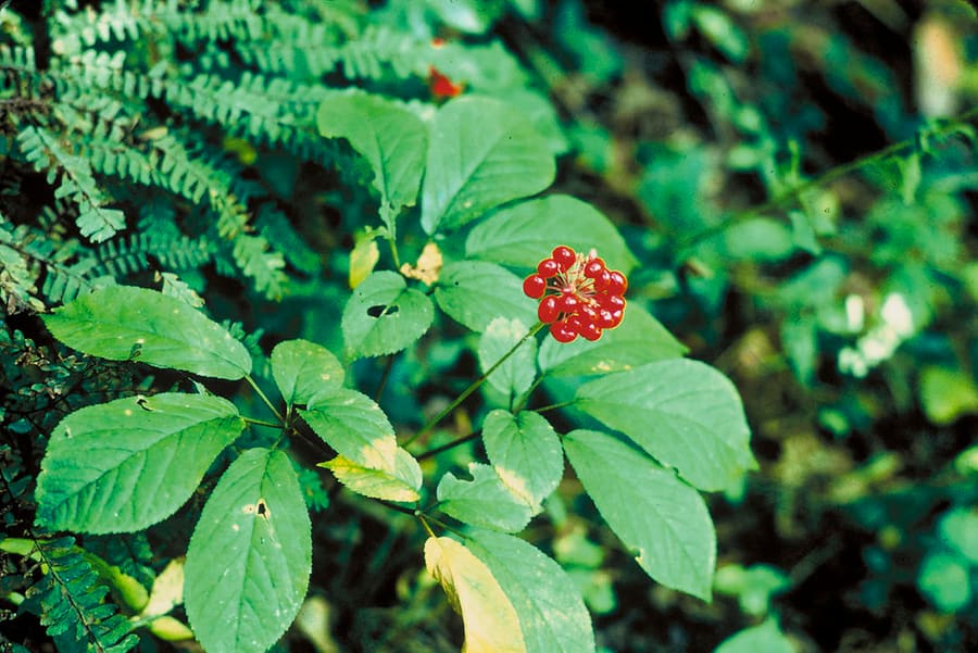 Ginseng (Panax ginseng) plant