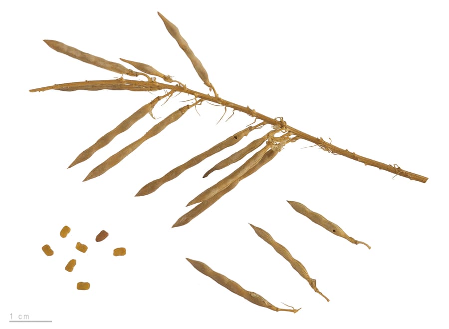 Goat's Rue (Galega officinalis) plant