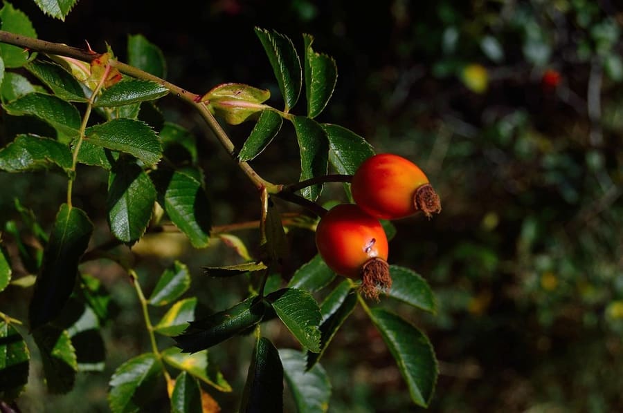 Goji Berry (Lycium chinense) plant