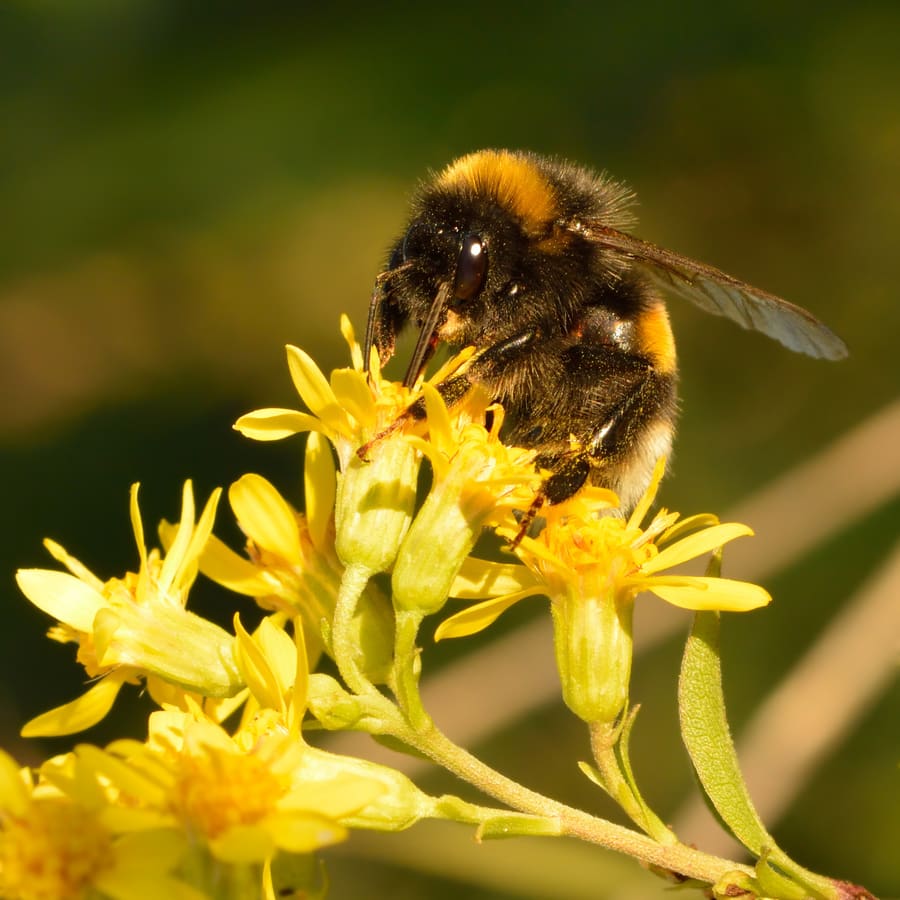 Goldenrod (Solidago virgaurea) plant
