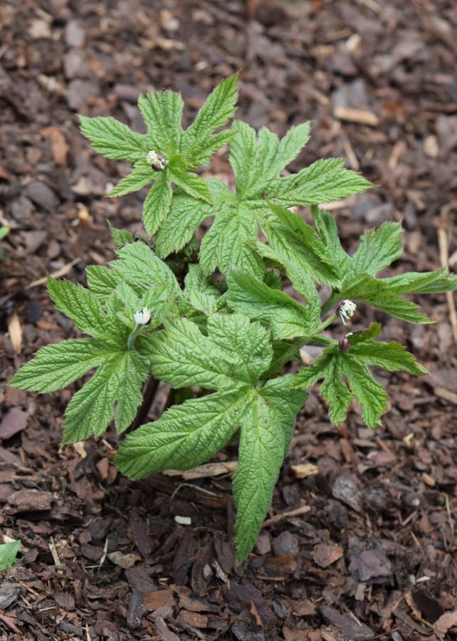 Goldenseal (Hydrastis canadensis) plant
