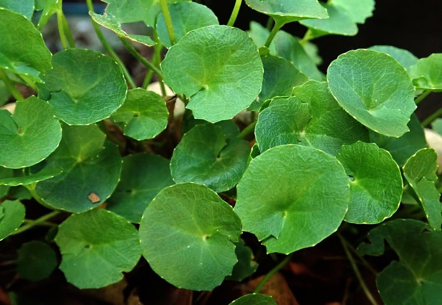 Gotu Kola (Centella asiatica) plant