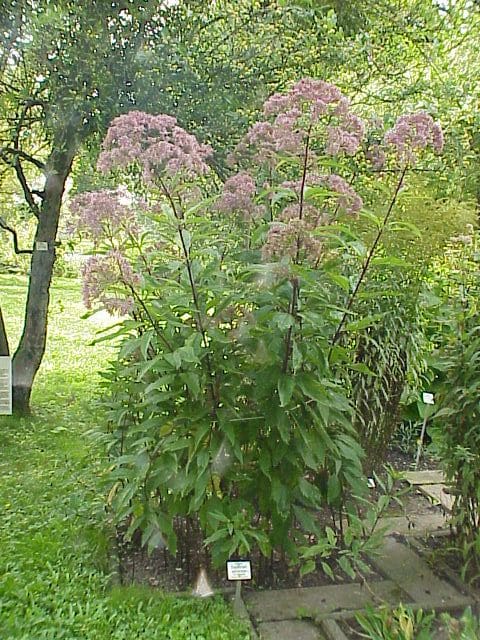 Gravel Root (Eupatorium purpureum) plant