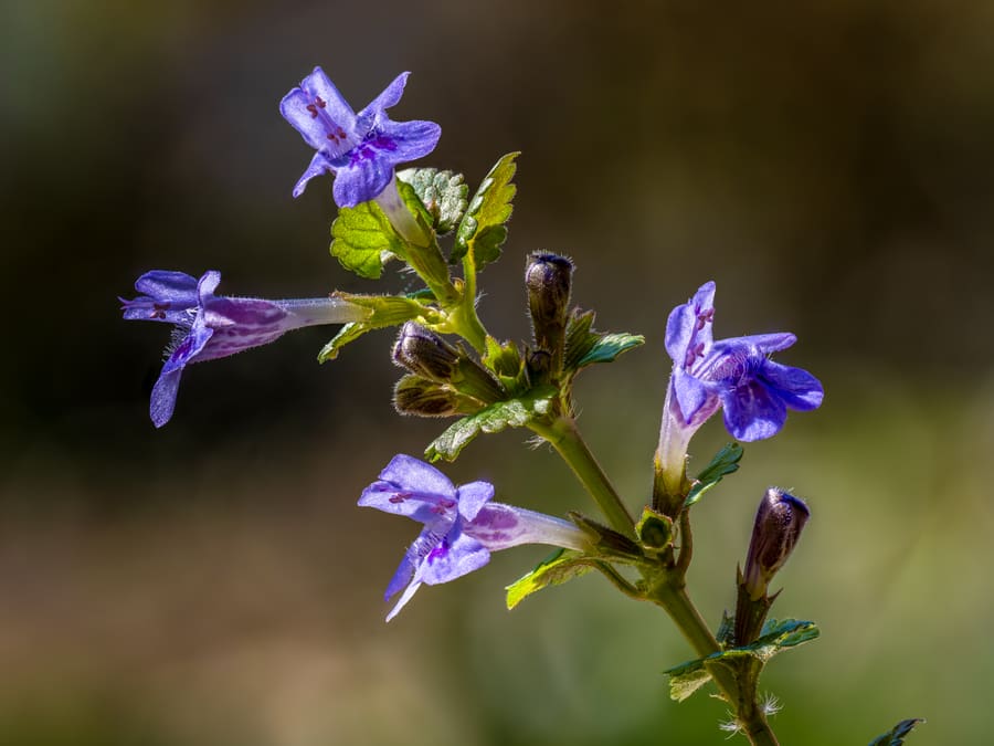 Ground Ivy (Glechoma hederacea) plant