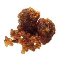 Guggul (Commiphora mukul) plant