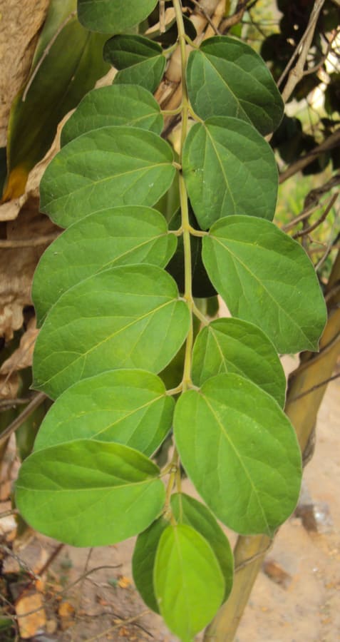 Gymnema (Gymnema sylvestre) plant