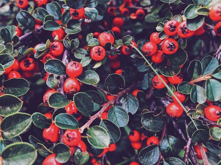 Hawthorn (Crataegus oxyacantha) plant