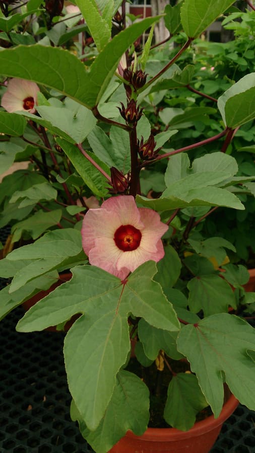 Hibiscus (Hibiscus sabdariffa) plant