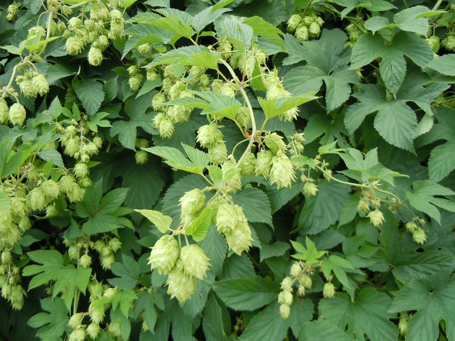 Hops (Humulus lupulus) plant