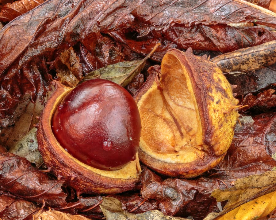 Horse Chestnut (Aesculus hippocastanum) plant