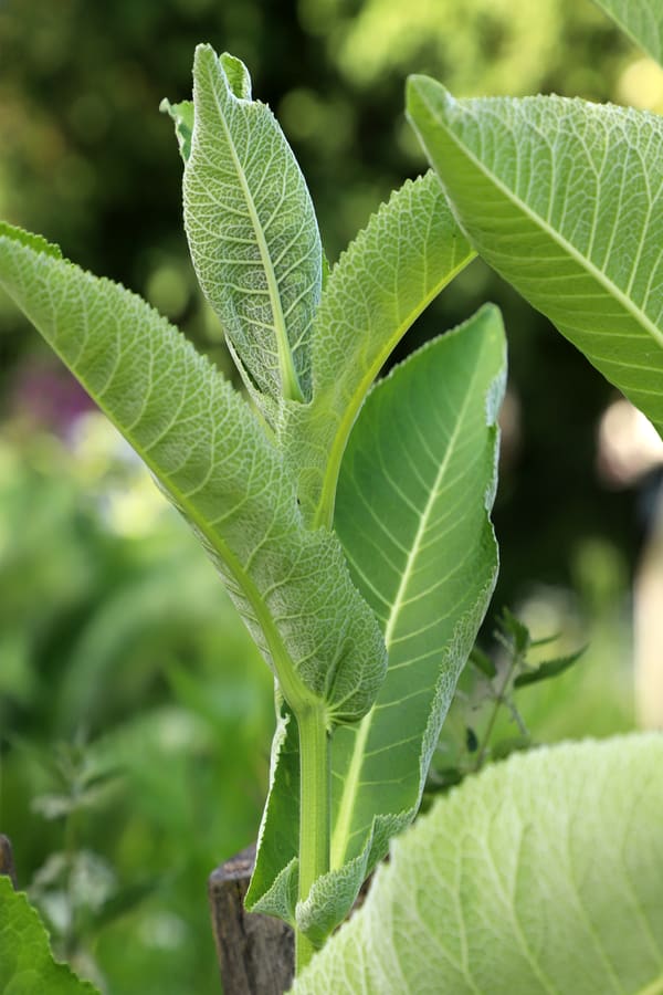 Horseradish (Armoracia rusticana) plant