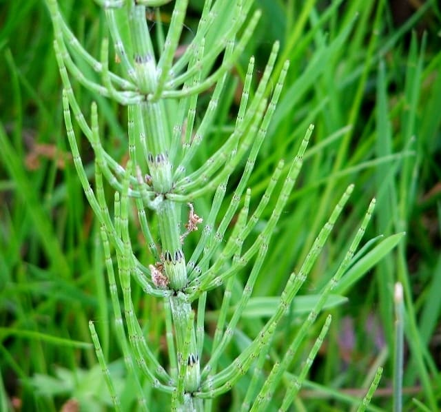 Horsetail (Equisetum arvense) plant