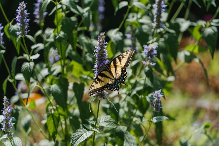 Hyssop (Hyssopus officinalis) plant