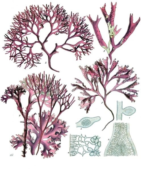 Irish Moss (Chondrus crispus) plant