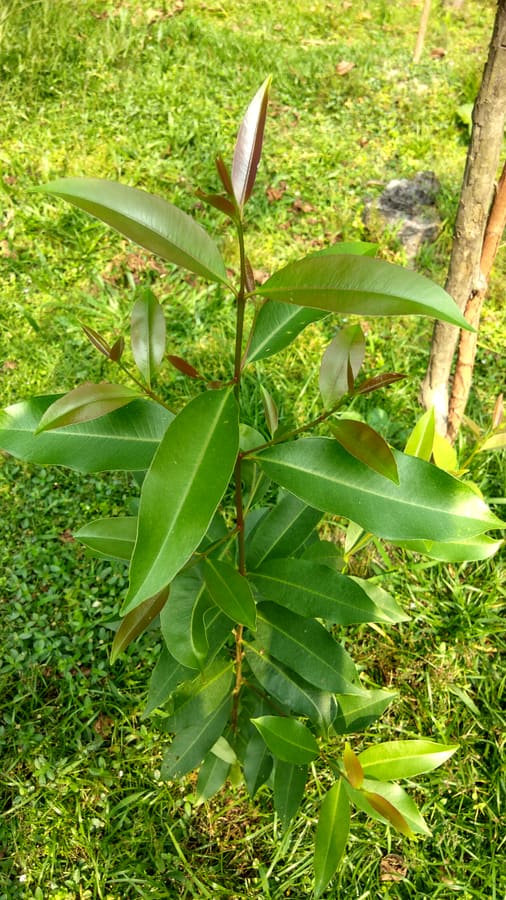 Jambul (Syzygium cumini) plant