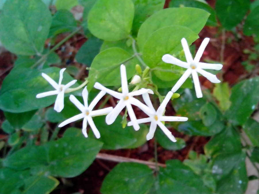 Jasmine (Jasminum grandiflorum) plant