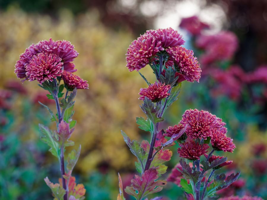 Ju Hua (Chrysanthemum x morifolium) plant