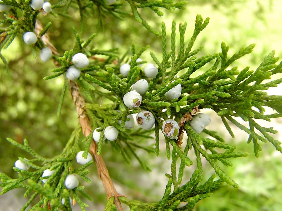 Juniper (Juniperus communis) plant