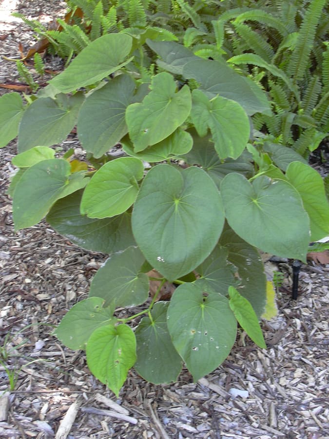 Kava (Piper methysticum) plant