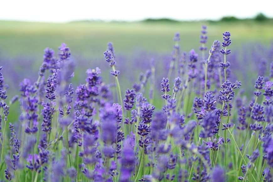 Lavender (Lavandula angustifolia) plant