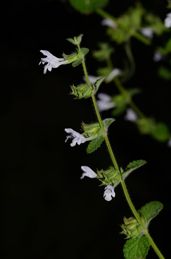 Lemon Balm (Melissa officinalis) plant