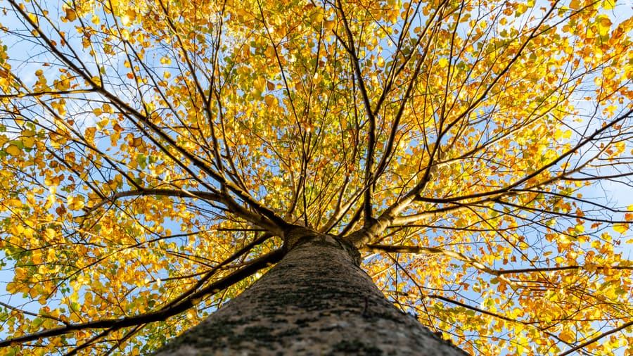 Linden (Tilia europaea) plant