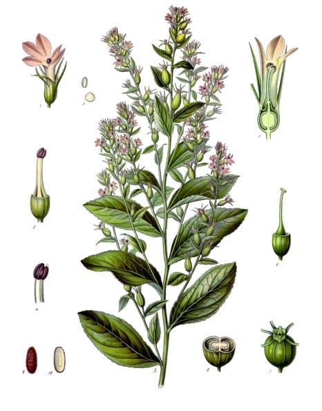 Lobelia (Lobelia inflata) plant
