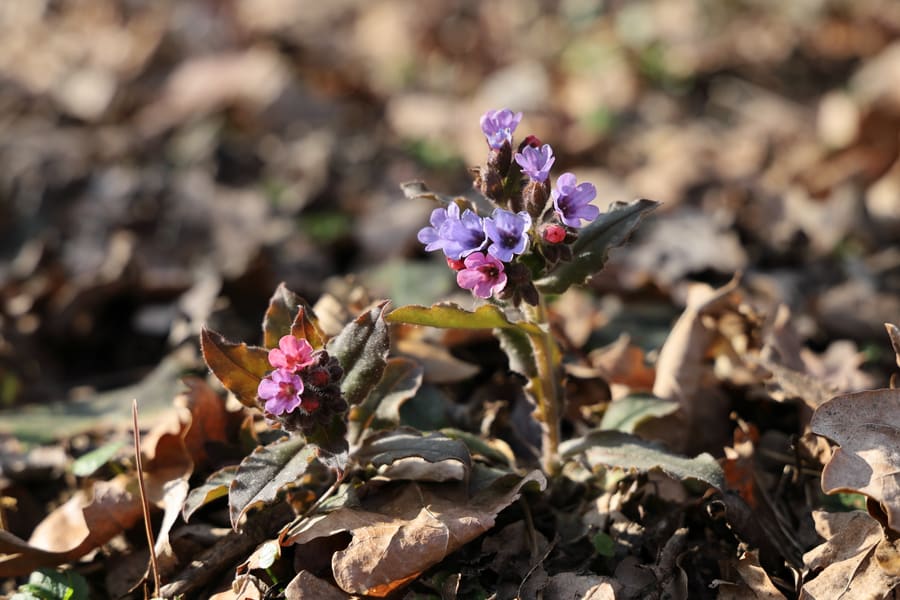 Lungwort (Pulmonaria officinalis) plant