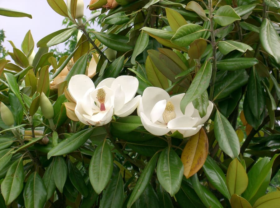 Magnolia (Magnolia officinalis) plant