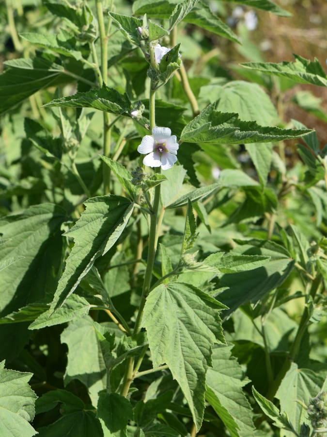Marshmallow (Althaea officinalis) plant